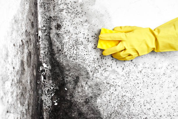 Best Residential Mold Remediation in Crouch Mesa, NM