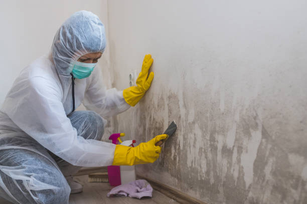 Best White Mold Remediation in Crouch Mesa, NM