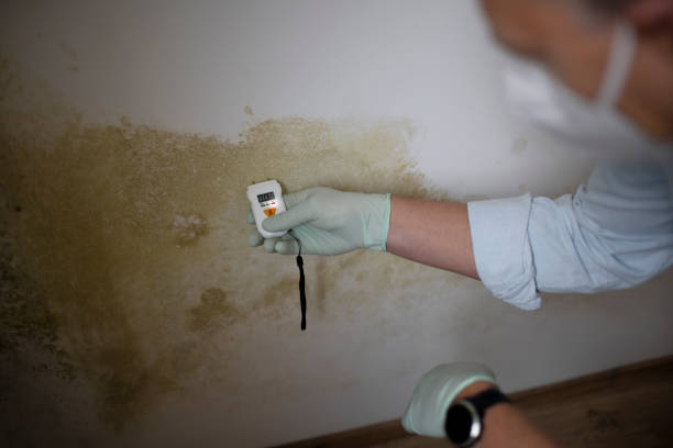 Best Localized Mold Remediation (e.g., coastal areas, humid climates) in Crouch Mesa, NM