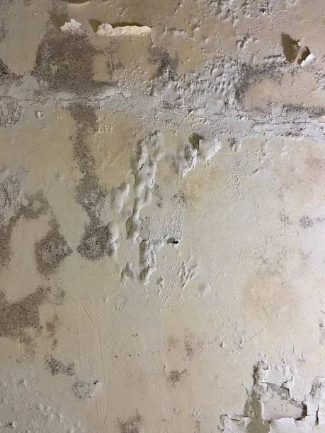 Best Post-Flood Mold Remediation in Crouch Mesa, NM