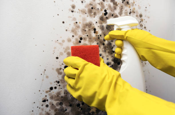 Best Kitchen Mold Remediation in Crouch Mesa, NM