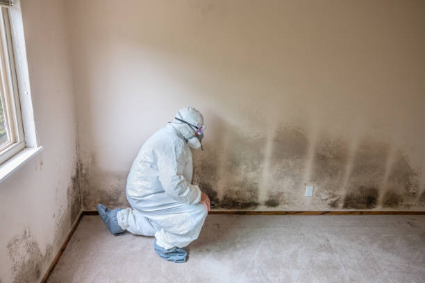 Best Preventive Mold Services in Crouch Mesa, NM