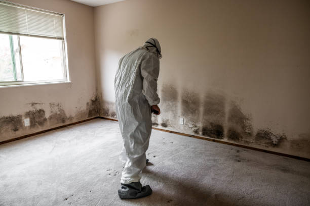 Best HVAC Mold Remediation in Crouch Mesa, NM