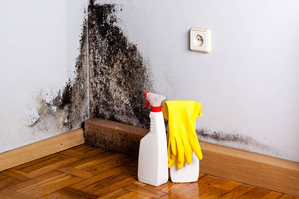 Best White Mold Remediation in Crouch Mesa, NM
